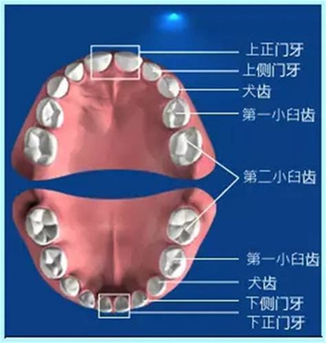 门牙|Incisor